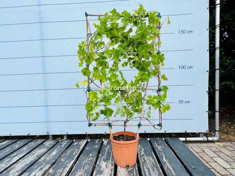 arbuste d'ornement druiven rekvorm 150/170cm