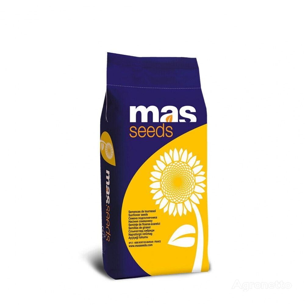 Graines de tournesol MAS 81.K (MAS 81.K)