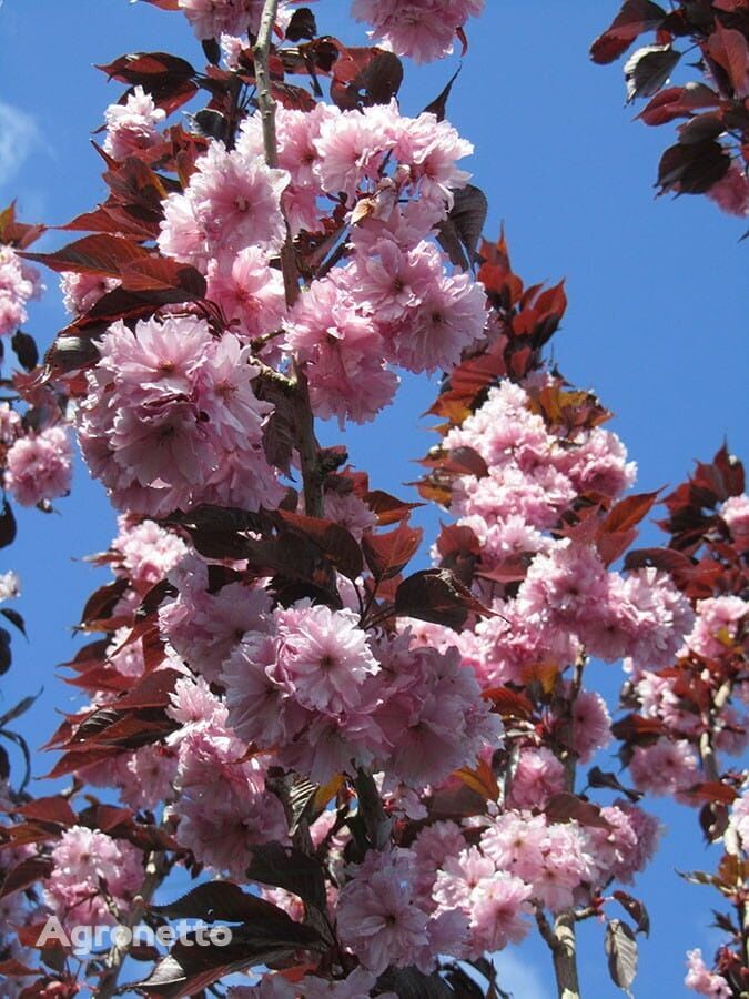 Cerisier scié Royal Bourgogne