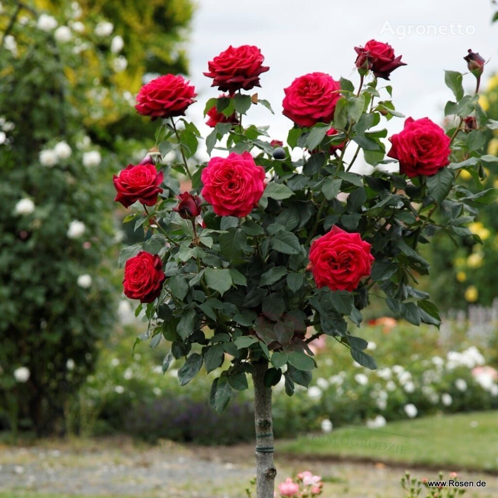 semis de fleur Róża Gräfin Diana® na pniu